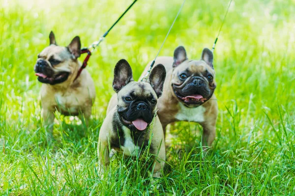 French Bulldog. Three dogs of French Bulldog breed walking throu