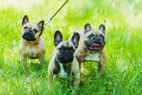 Bouledogue français. Trois chiens de race Bulldog français marche throu — Photo