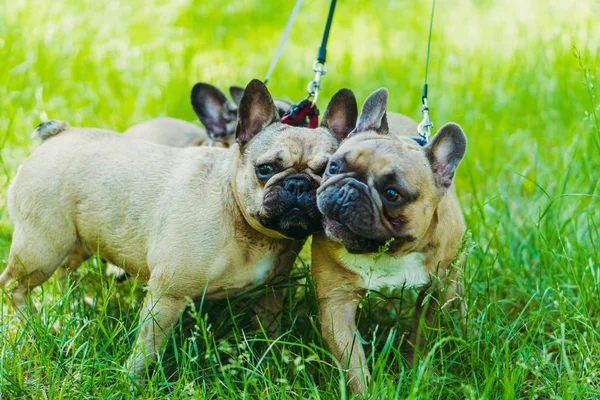 Französische Bulldogge. drei Hunde der französischen Bulldoggen-Rasse Gassi gehen — Stockfoto