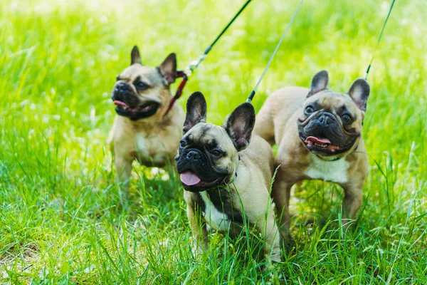 Francia Bulldog. Három kutya Francia Bulldog fajta séta átmenő — Stock Fotó