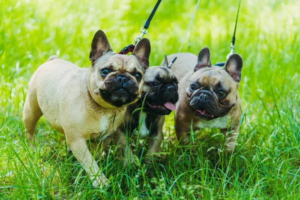 French Bulldog. Three dogs of French Bulldog breed walking throu