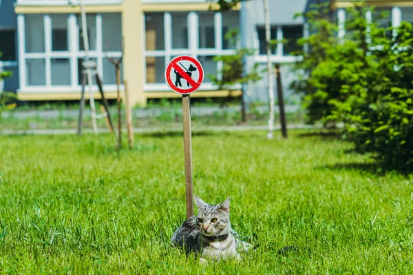 犬の散歩は禁止されています。猫は近くの草の上に横たわっている — ストック写真