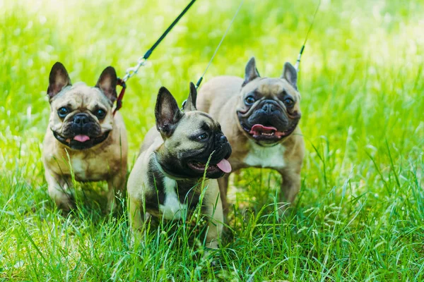 Francia Bulldog. Három kutya Francia Bulldog fajta séta átmenő — Stock Fotó