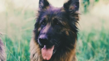 Köpek ırkı çoban portresi.