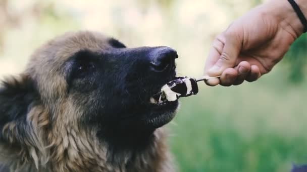 アイスクリーム 犬の品種羊飼いはアイスクリームを食べる — ストック動画