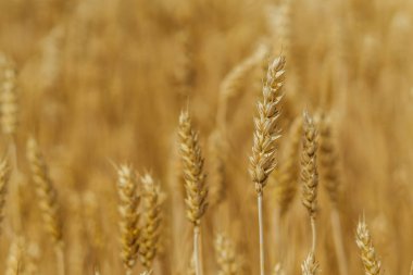 Buğday tarlası. Mavi gökyüzüne karşı buğday sarı alan.