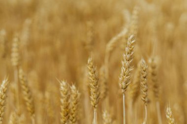 Buğday tarlası. Mavi gökyüzüne karşı buğday sarı alan.