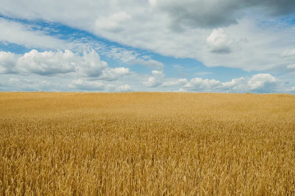 Пшеничное поле. Пшеничное желтое поле на фоне голубого неба . — стоковое фото
