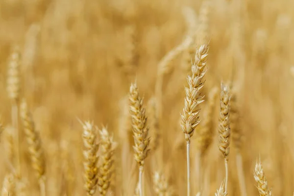 Пшеничное поле. Пшеничное желтое поле на фоне голубого неба . — стоковое фото