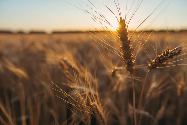 Пшеничное поле. Поле пшеницы на фоне заката — стоковое фото