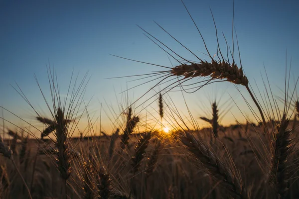 Пшеничное поле. Поле пшеницы на фоне заката — стоковое фото