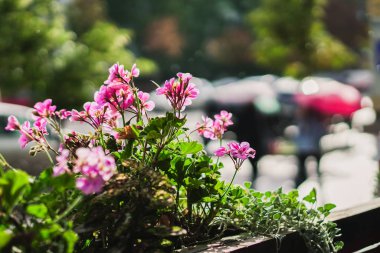 Yağmur. İnsanlar yağmurdan saklanarak şemsiyenin altında yürüyorlar.