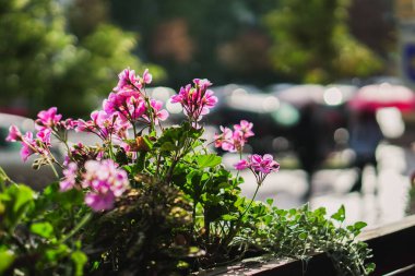 Yağmur. İnsanlar yağmurdan saklanarak şemsiyenin altında yürüyorlar.