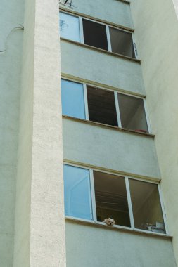 Köpek pencerede oturur ve sokakta bakar.