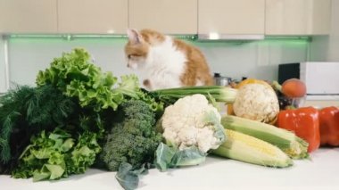 Mutfak ve sebzeler. Kırmızı kedi sebze ile mutfak masasına tırmanıyor.