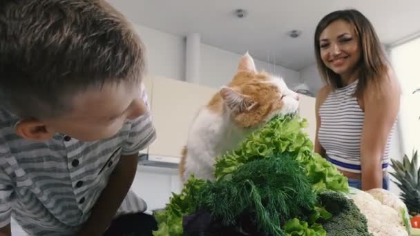 Mutfak Sebzeler Mutfaktaki Kedi Yeşillik Yiyor — Stok video