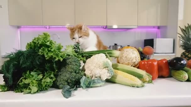 Kök Och Grönsaker Röd Katt Klättrar Köksbordet Med Grönsaker — Stockvideo