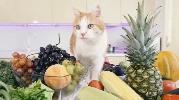 Кухня Овощи Красная Кошка Забирается Кухонный Стол Овощами — стоковое видео