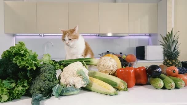 厨房和蔬菜 红猫爬上厨房的桌子上蔬菜 — 图库视频影像
