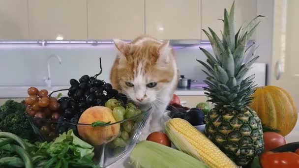 부엌과 고양이는 야채와 테이블에 — 비디오