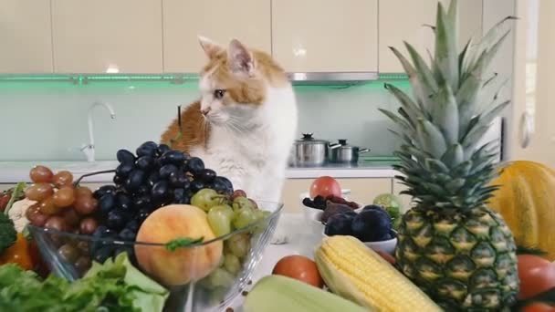 Keuken Groenten Rode Kat Klimt Keuken Tafel Met Groenten — Stockvideo