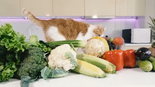 Kök Och Grönsaker Röd Katt Klättrar Köksbordet Med Grönsaker — Stockvideo