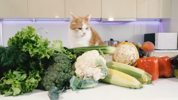 Kuchnia Warzywa Czerwony Kot Wspina Się Stole Kuchni Warzywami — Wideo stockowe