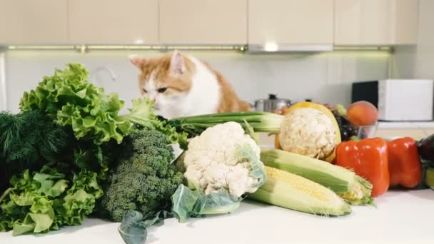 Κουζίνα Και Λαχανικά Κόκκινη Γάτα Ανεβαίνει Στο Τραπέζι Της Κουζίνας — Αρχείο Βίντεο