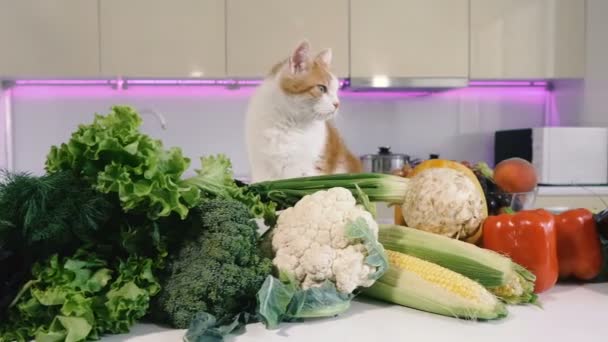 Cocina Verduras Gato Rojo Sube Mesa Cocina Con Verduras — Vídeo de stock