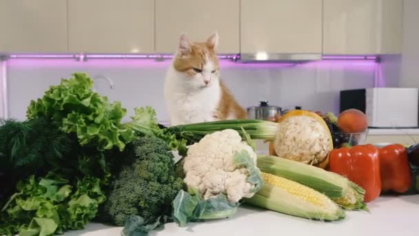 Cocina Verduras Gato Rojo Sube Mesa Cocina Con Verduras — Vídeos de Stock