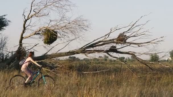倒れた木その木はハリケーンの後に落ちた — ストック動画