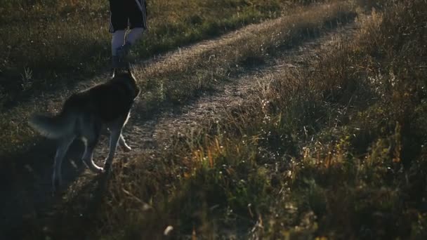 Uitvoeren Ochtend Rennen Met Een Husky Hond — Stockvideo