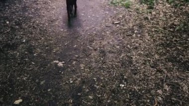Ağızlı köpekler orman parkında yürüyor