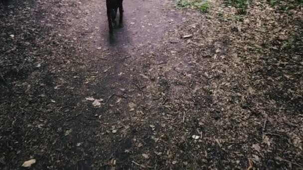 銃口の中の犬は森林公園を歩く — ストック動画