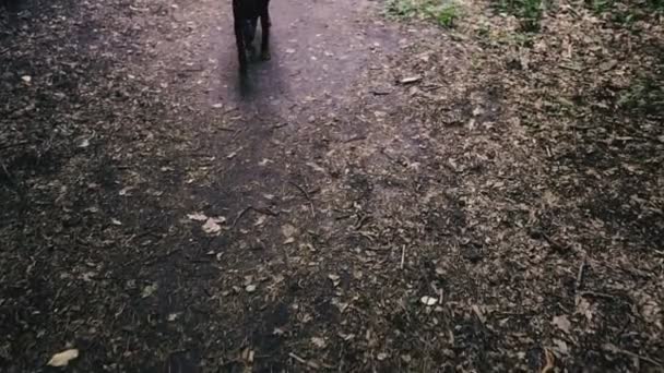 Chiens Dans Les Muselières Promenade Dans Parc Forestier — Video