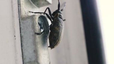 Beetle. Böcek evin penceresinde sürünüyor..