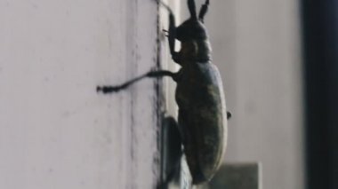 Beetle. Böcek evin penceresinde sürünüyor..