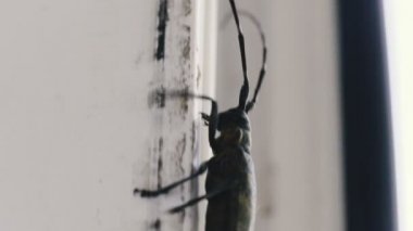 Beetle. Böcek evin penceresinde sürünüyor..