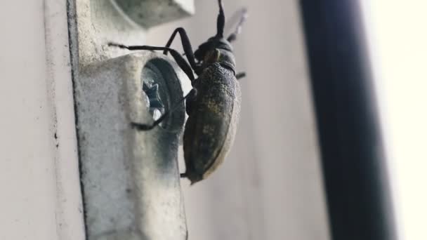 Escarabajo Escarabajo Arrastra Sobre Una Ventana Casa — Vídeo de stock