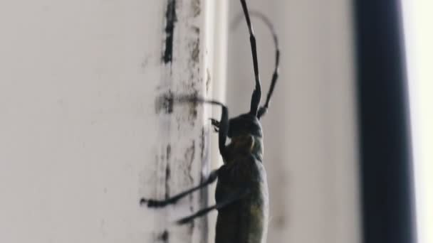 Beetle Böcek Evin Penceresinde Sürünüyor — Stok video