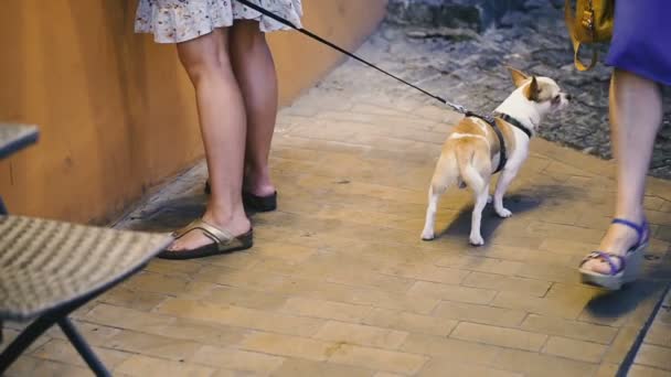 Perro Pequeño Perro Con Correa — Vídeo de stock