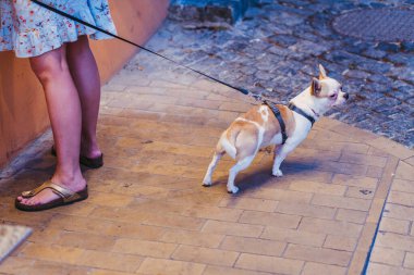 Küçük bir köpek. Tasmalı köpek.