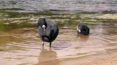 Su kuşu. Fulica atra su kuşu ailesi..