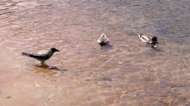 Karga ördekten kurabiye çaldı..