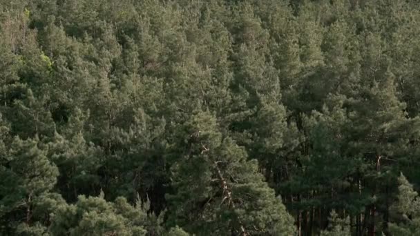 Une Forêt Pins Forêt Pins Verts Vue Haut — Video