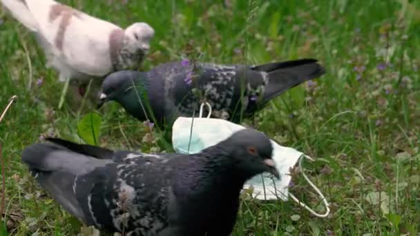 Tallskog Grön Tallskog Utsikt Ovanifrån — Stockvideo