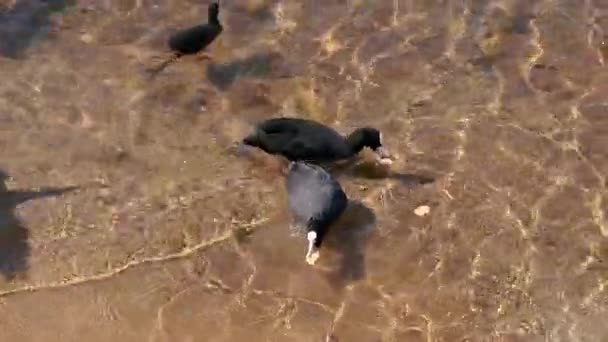 Galinha Aquática Família Aves Aquáticas Fulica Atra — Vídeo de Stock