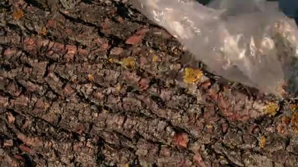 Çok Saçma Ağaç Kabuğuna Yapışmış Plastik Bir Eldiven — Stok video