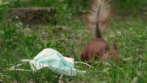 Medisch Masker Eekhoorn Loopt Buurt Van Het Weggegooide Medische Masker — Stockvideo