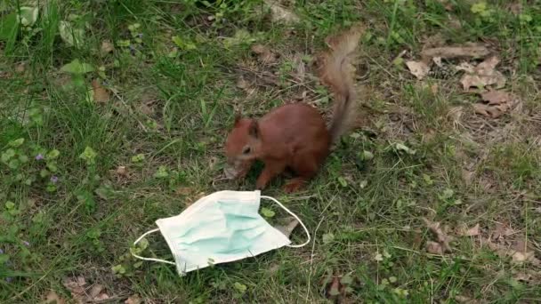 Medical Mask Squirrel Runs Thrown Out Medical Mask — Stock Video